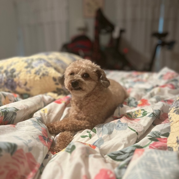 Meet your Posher, Meredith - Picture 2 of 9